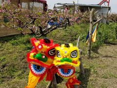 -樂桃源奉贤黄桃种植采摘基地