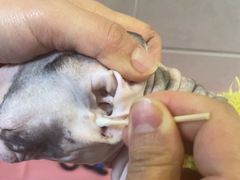 -北京观赏动物医院·24小时大型综合·猫专科·异宠专科