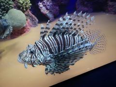 -上海海洋水族馆