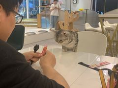 -飞行喵MR PILOT|猫舍·猫咖(静安大融城店)