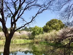 -东湖磨山景区樱花园-停车场