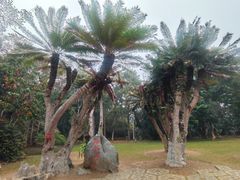 -中国科学院西双版纳热带植物园