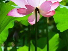 -南宁良凤江国家森林公园