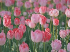 -大宁郁金香公园-停车场