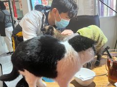 -猫小院猫主题餐厅(南锣旗舰店)