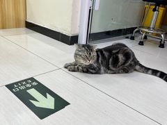 -全心全意连锁动物医院·微创中心·内科急重症·心脏专科(丰管路店)