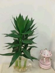 -谜秀韩式半永久纹眉纹绣洗眉