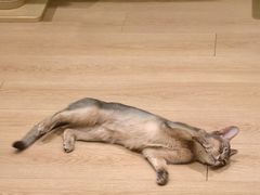 -马小毛老上海里脊肉(南翔印象城店)