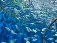 -上海海洋水族馆
