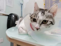 -宠福鑫康馨动物医院·骨科·眼科