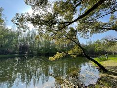 -上海共青森林公园