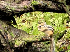 -五营红松林海景区