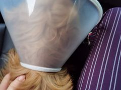 -艾贝尔宠物诊疗