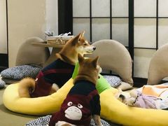 -逗柴咖啡屋·狗咖猫咖宠物桌游