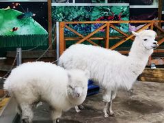 -上海大自然野生昆虫馆(东方明珠·爬宠昆虫探索中心)