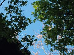 -杭州植物园