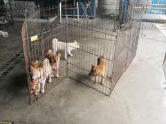 -柴犬高等学院·狗咖·柴犬售卖·宠物训练