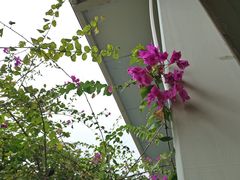 -北海金海湾红树林生态旅游区