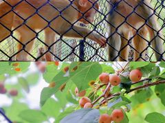 -长白岛森林公园