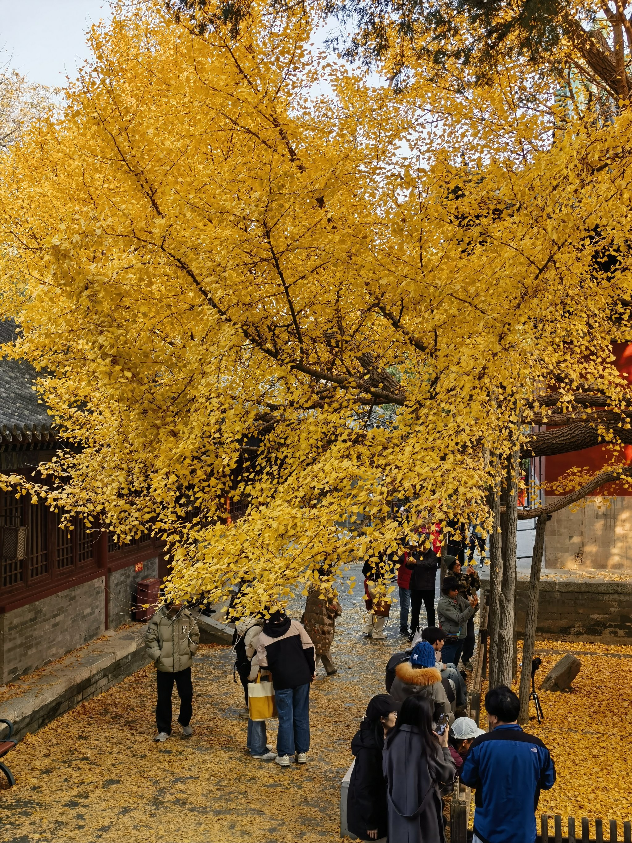 北京大觉寺银杏图片