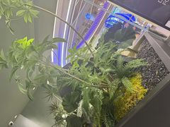 -芸山季·云南山珍菌火锅(南翔印象城MEGA店)