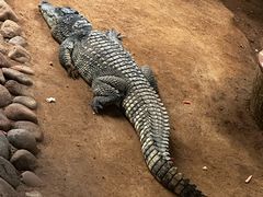 -西霞口神雕山野生动物世界