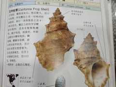 -东郊椰林
