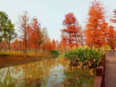 -九科绿洲