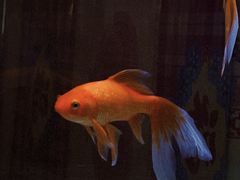 -粗粮人家·东北菜(洋桥店)