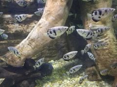 -迪拜水族馆及水下动物园