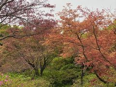 -苏州上方山国家森林公园
