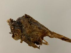 鸭下巴鸡翅鸡腿-肥喏喏小吃站(农院路店)