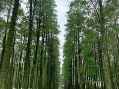 -渌洋湖湿地公园