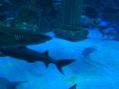 -芜湖新华联大白鲸海洋公园