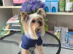 -八公叔叔宠物美容连锁(春申店)