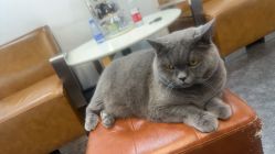 -飛凡TATTOO纹身•原创