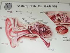 -自然之声助听器·呼吸机(公园路店)