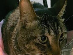 -御宝贝·A梦猫科宠物医院(国际猫友好医院)