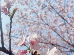 -杭州植物园