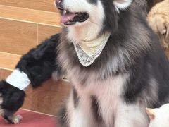 -和它·交个朋友·狗咖猫咖(爱琴海店)