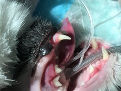 -爱诺耐芙动物医院(万博店)