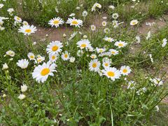 -汉长安城未央宫国家考古遗址公园