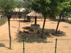 -石家庄市动物园