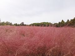 -同里国家湿地公园