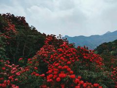 -贵州百里杜鹃风景名胜区