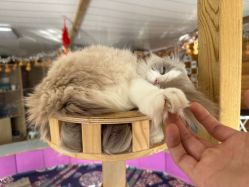 -萌宠亲子动物乐园(槐房万达店)