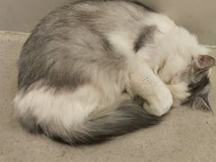 -共舞时光猫咖·狗咖(新街口店)