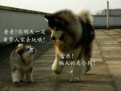 -林记开心动物奶油生日蛋糕(江南春晓店)