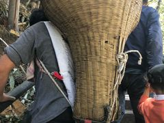 -九龙江国家森林公园