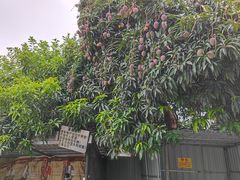 -欢姐伦教糕(北海大道北店)